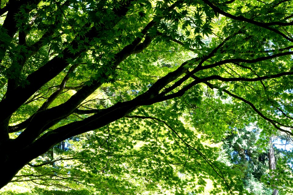 Nitobe Memorial Garden - University of British Columbia Vancouver - DSC08615