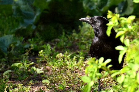 Raven animal black photo