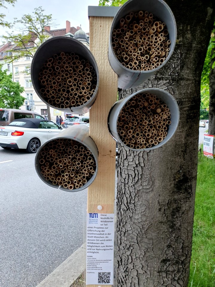 Nisthilfe Wildbienen Gasteig, München 1