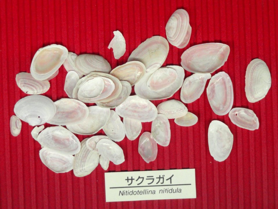 Nitidotellina nitidula - Osaka Museum of Natural History - DSC07784