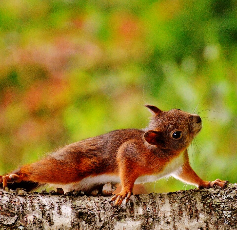 Nature rodent garden