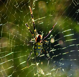 Spider web insect nature photo