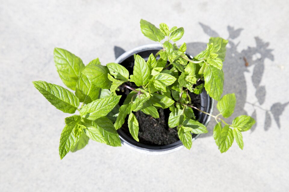 Green herbs leaves
