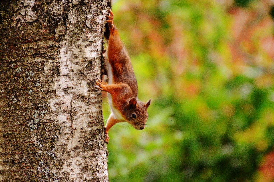 Nature rodent garden