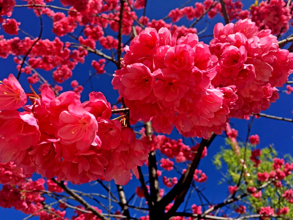 Open blooming background