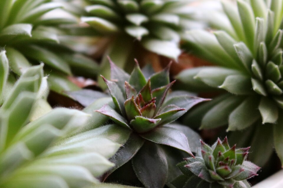 Cactus green nature