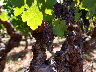Grapes vines vineyard