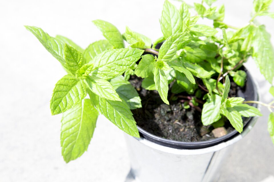 Green herbs home grown