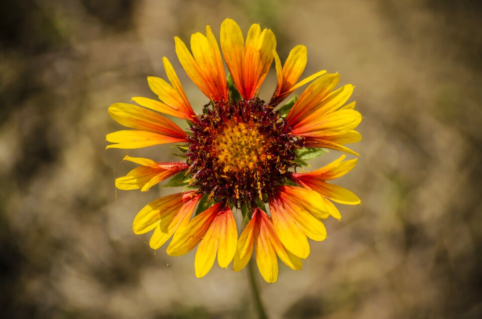Sunshine yellow yellow flower