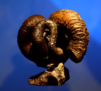 Nipponites mirabilis Musée des Confluences 18 10 2015 1