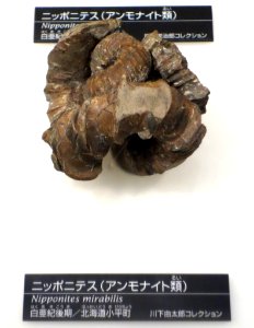 Nipponites mirabilis - National Museum of Nature and Science, Tokyo - DSC06984