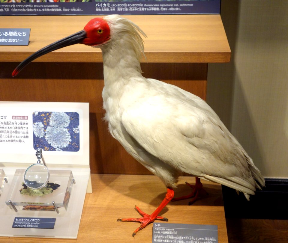 Nipponia nippon - National Museum of Nature and Science, Tokyo - DSC07134