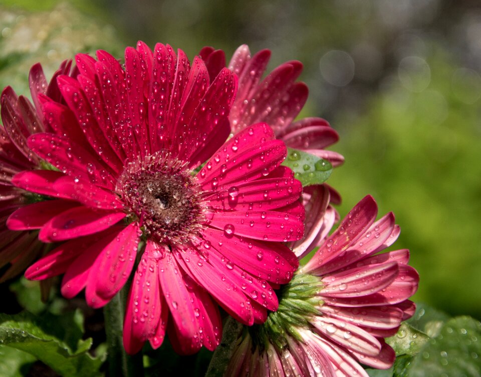 Purple flower magenta
