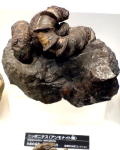 Nipponites mirabilis - National Museum of Nature and Science, Tokyo - DSC06983