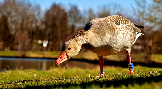 Feather waterfowl greylag goose photo