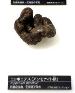 Nipponites mirabilis - National Museum of Nature and Science, Tokyo - DSC06987