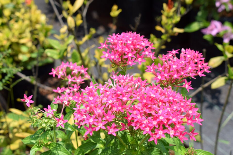 Pink flower blossom daisy