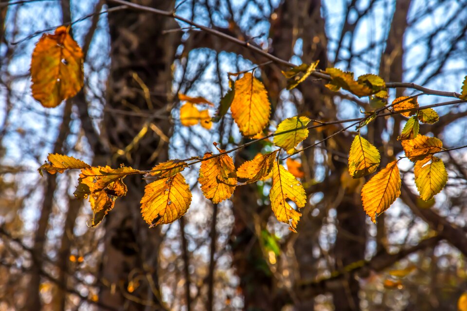Fall season orange