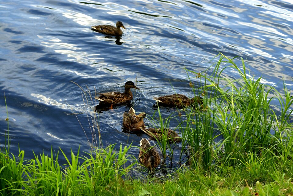Water pond nature