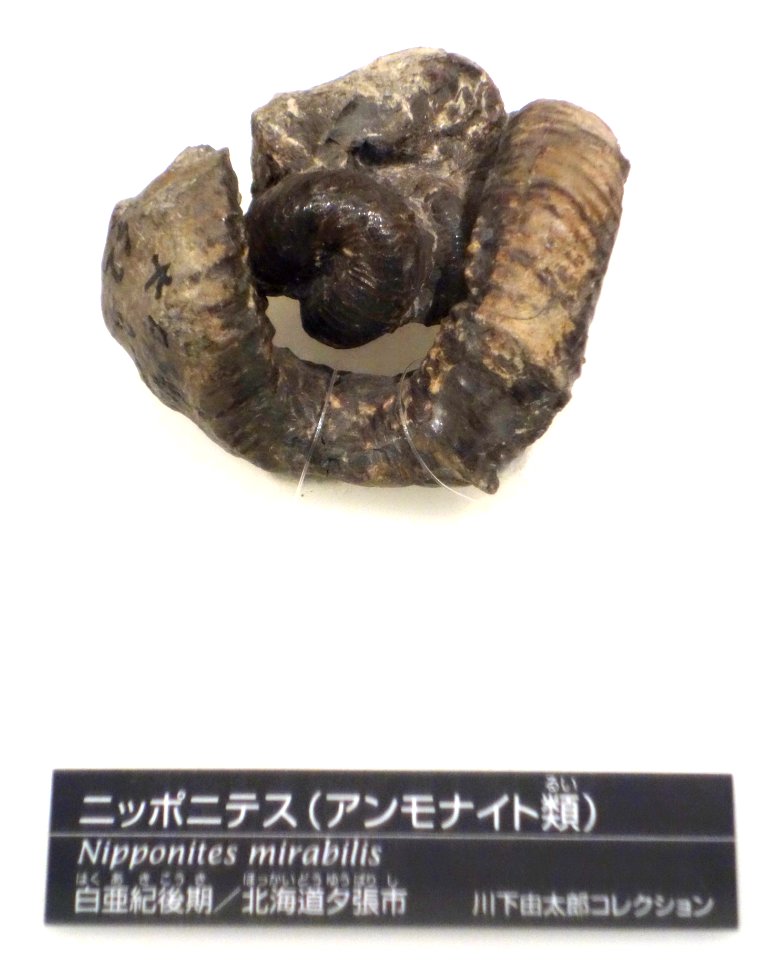 Nipponites mirabilis - National Museum of Nature and Science, Tokyo - DSC06982