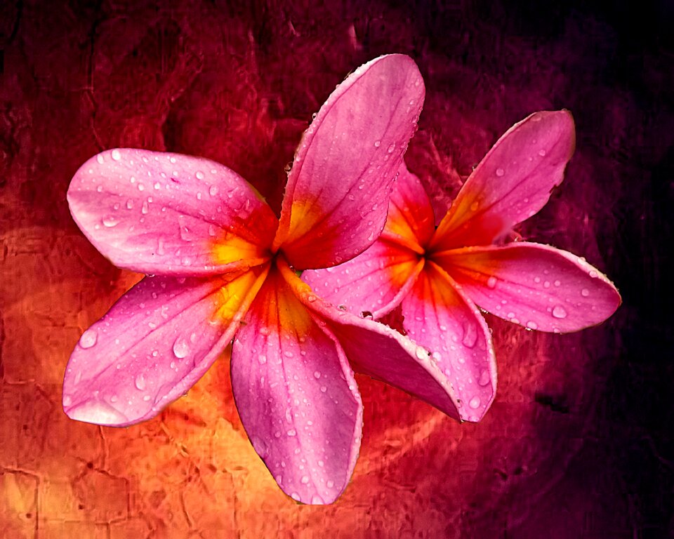Frangi pani flower