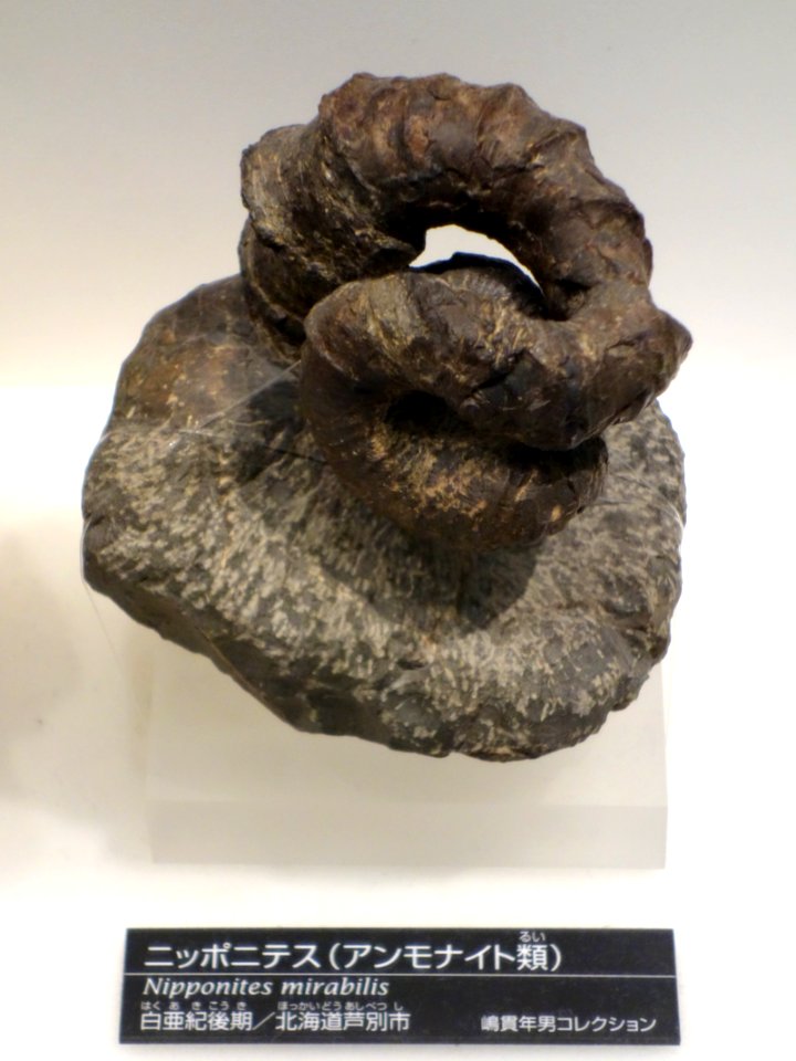Nipponites mirabilis - National Museum of Nature and Science, Tokyo - DSC06981