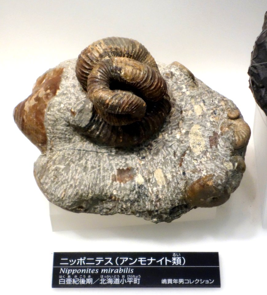 Nipponites mirabilis - National Museum of Nature and Science, Tokyo - DSC06985