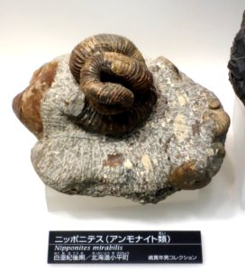 Nipponites mirabilis - National Museum of Nature and Science, Tokyo - DSC06985