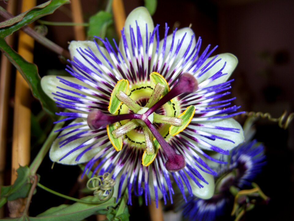 Blue passionflower flowering open
