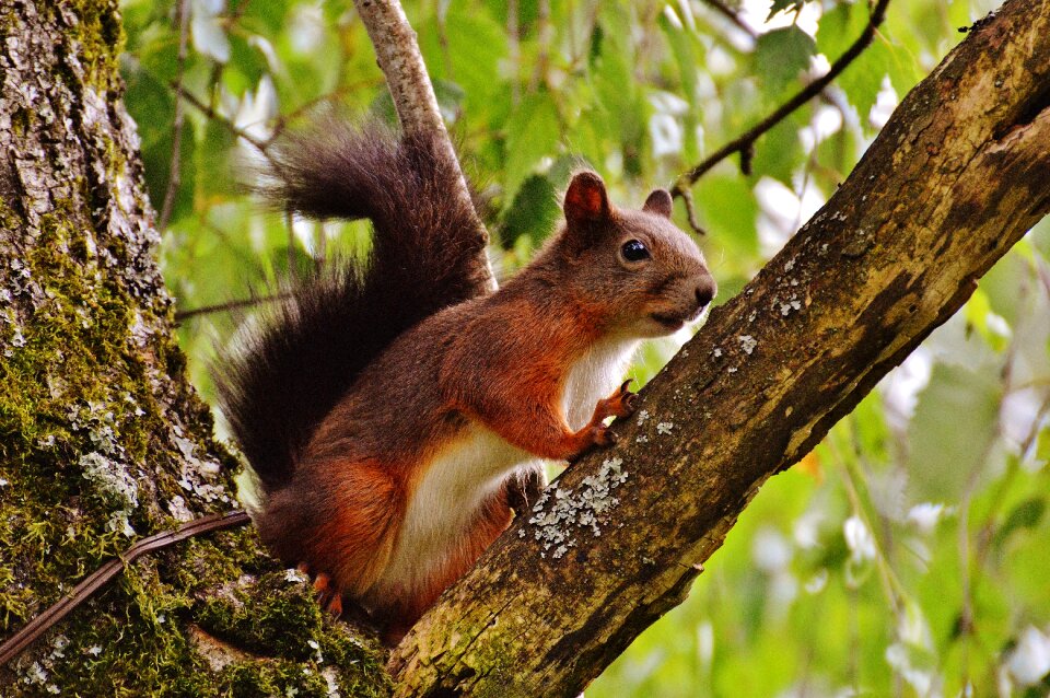 Nature rodent garden