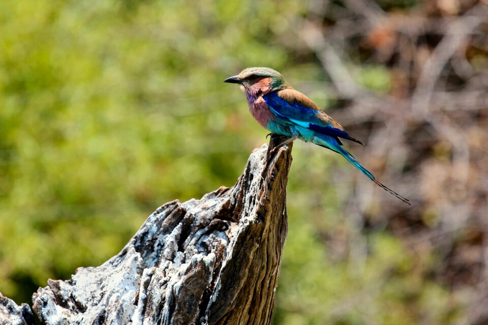 Beautiful bird color