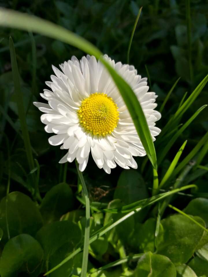 Macro nature flowers
