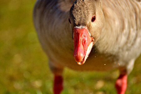 Feather waterfowl greylag goose