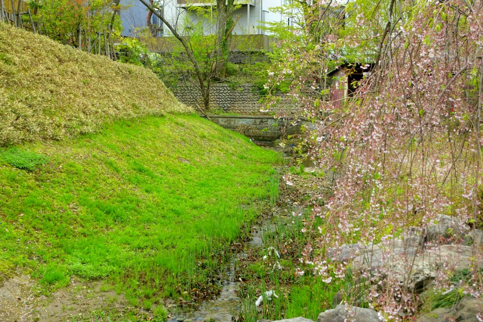 Nishi-Uchi Sougamae Bori Moat - Kazuemachi - Kanazawa, Japan - DSC00037