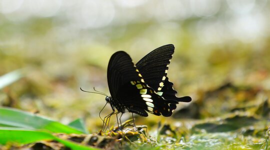Summer animal wing