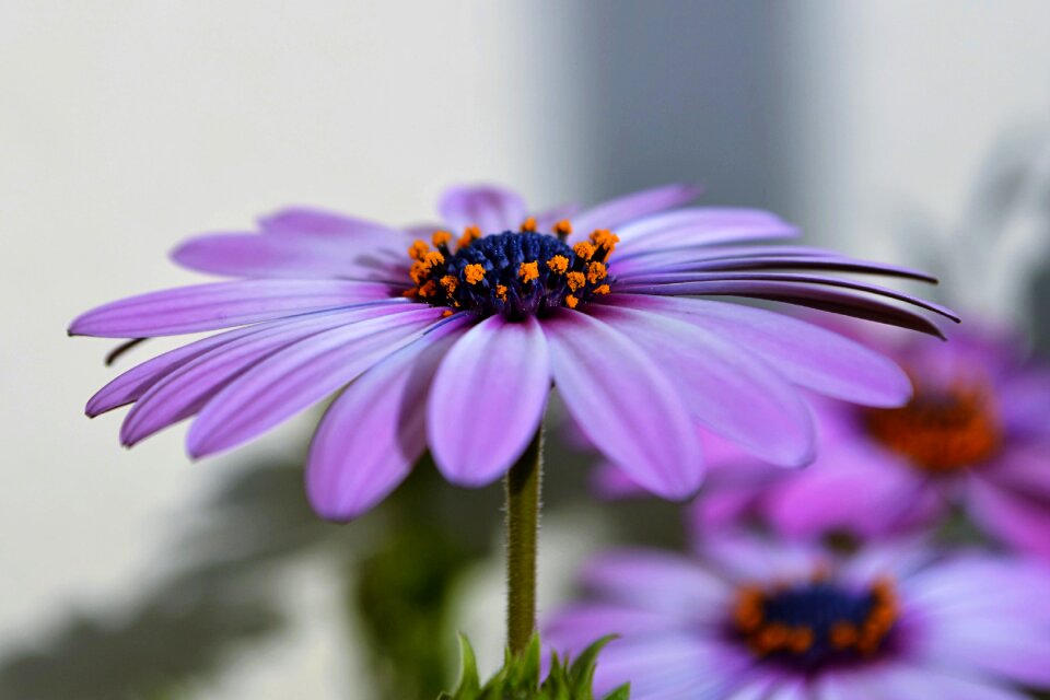 Macro spring flowers garden