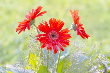 Petals gerbera daisy nature photo