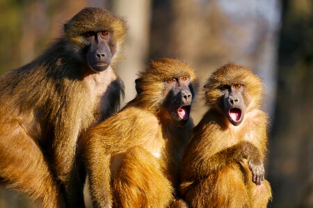 Three monkeys animal portrait scream