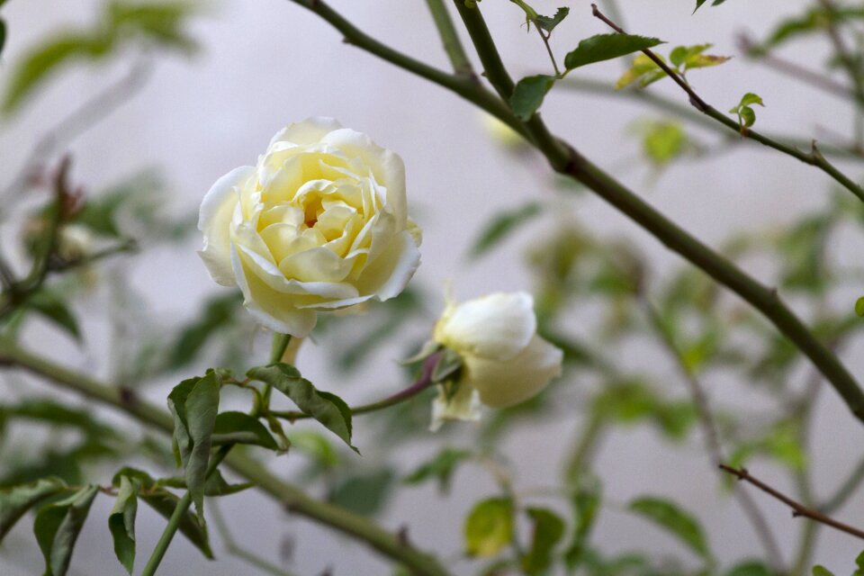 Flower nature rose bush