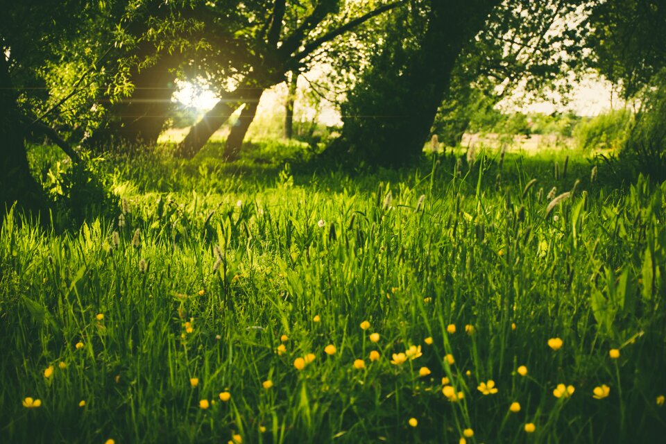Flora flowers grass