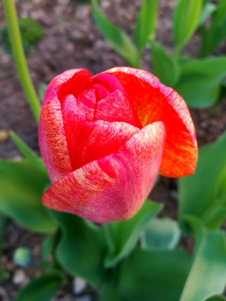Flower spring garden flower