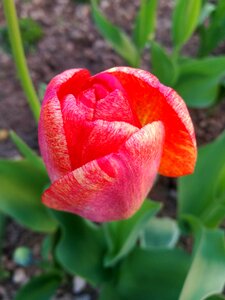 Flower spring garden flower