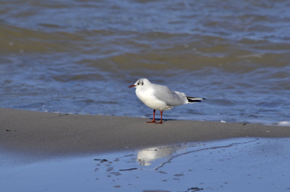 Gull boltenhagen beach