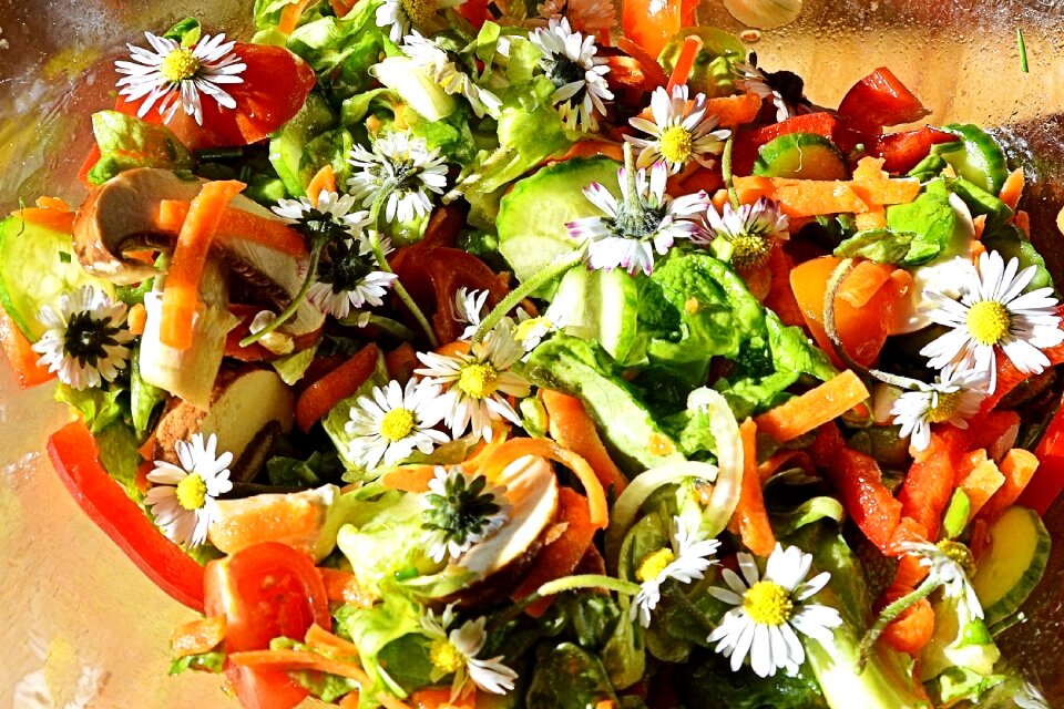Daisy wild herbs wild herbs salad