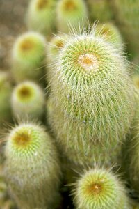 Plants desert nature