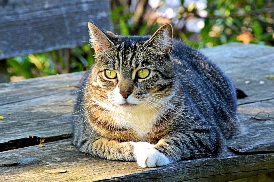Tiger cat domestic cat pet