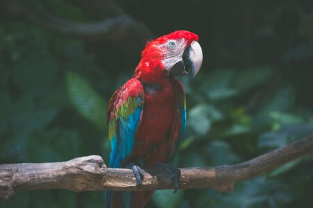 Colorful colourful exotic photo