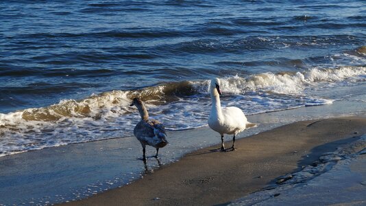 Swans beach sea