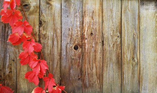 Fall wood fence brown wood photo