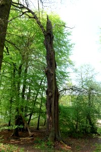 Notte-Niederung 2021-05-11 04